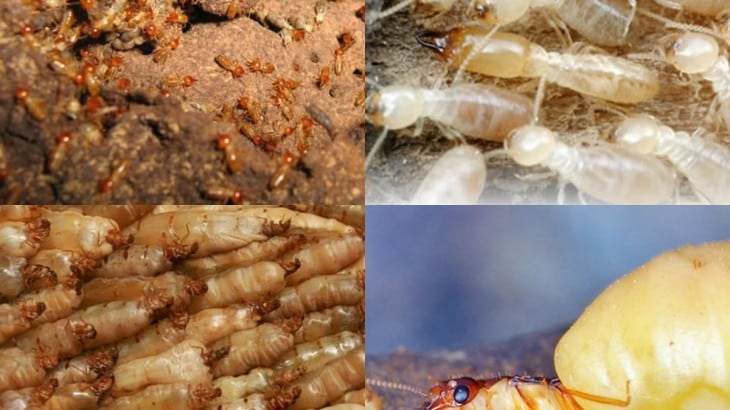 diệt mối hải phòng